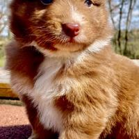 Cuccioli pastore australiano Australian shepherd