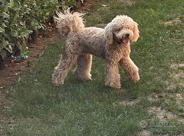 Cucciolo Barbone
