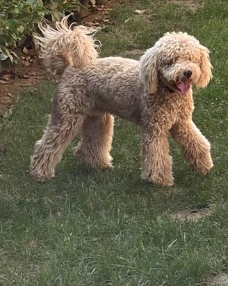 Cucciolo Barbone