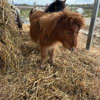 Mini pony