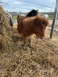 Mini pony