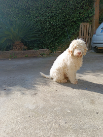 Lagotto Romagnolo