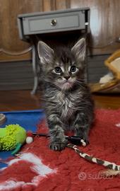 Cucciola Maine Coon Tortie con pedigree