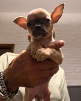 Chihuahua femmina