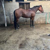 Cavalla quarter horse no cert. americano
