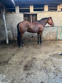 Cavalla quarter horse no cert. americano