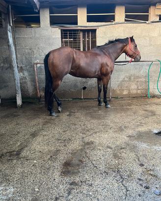 Cavalla quarter horse no cert. americano