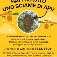 Recupero sciami d'api