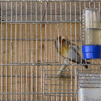 Cambio ibrido maschio