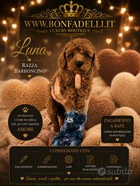 Cuccioli barboncino toy