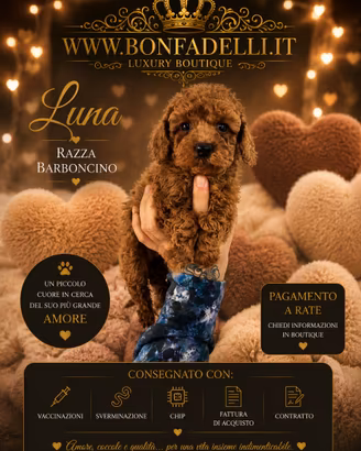 Cuccioli barboncino toy