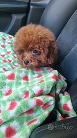 Barboncini toy e mini toy