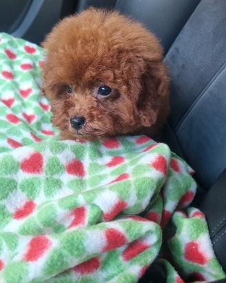 Barboncini toy e mini toy