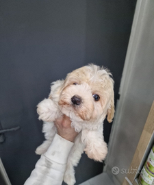 Maltipoo femminucce