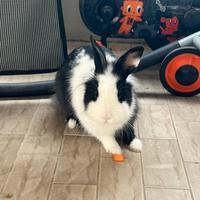 Coniglietti nani testa di leone