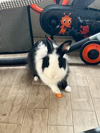 Coniglietti nani testa di leone