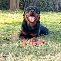 Rottweiler disponibile per monta