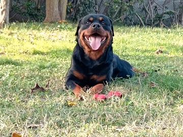 Rottweiler disponibile per monta
