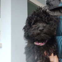 Barboncino Toy silver nero