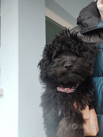 Barboncino Toy silver nero