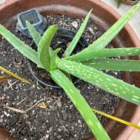 Pianta aloe vera