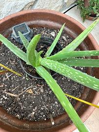 Pianta aloe vera