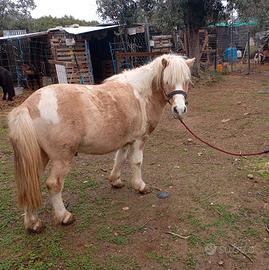 Pony maschio intero
