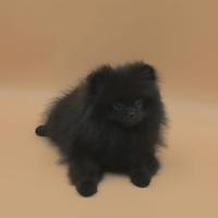 Spitz di Pomerania maschio ENCI FCI