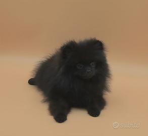 Spitz di Pomerania maschio ENCI FCI