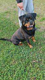 Cucciolona di rottweiler in adozione