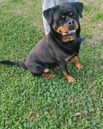 Cucciolona di rottweiler in adozione