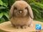Immagine 3