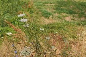 Terreno agricolo