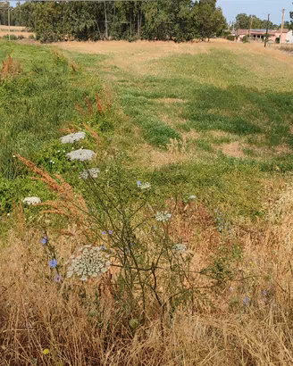 Terreno agricolo