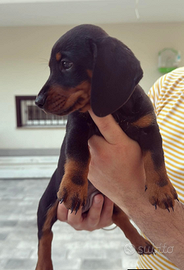 Bassotto nano cucciolo