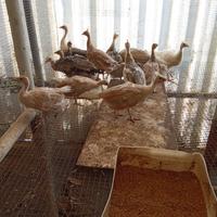 Pavoni mutati piccoli