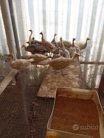 Pavoni mutati piccoli