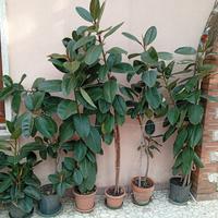 piante ornamentali
