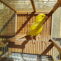 Canarini maschi giallo intenso/avorio