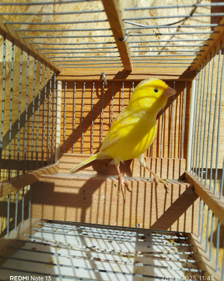 Canarini maschi giallo intenso/avorio