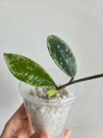 Hoya AH074 (Silver Edges) – Talea radicata con cre