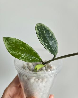 Hoya AH074 (Silver Edges) – Talea radicata con cre