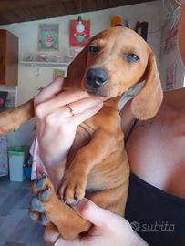Bassotto cucciolo