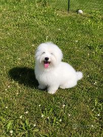 Maltese maschio