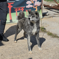 Akita Inu Tigrato Argento