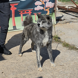 Akita Inu Tigrato Argento