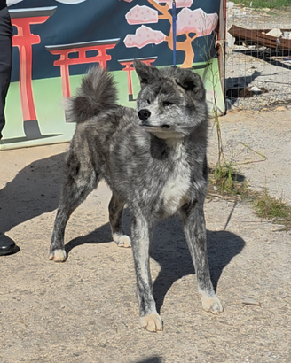 Akita Inu Tigrato Argento