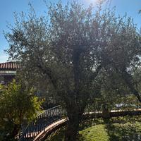Ulivi