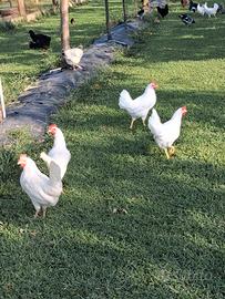 Galline Livornesi