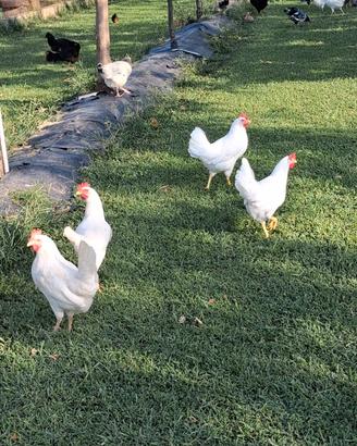 Galline Livornesi
